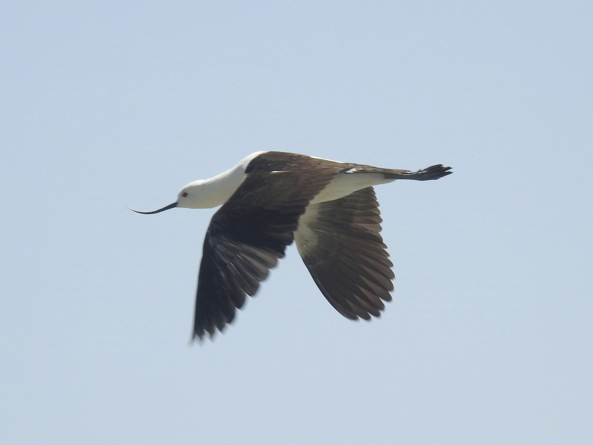 Andean Avocet - ML624513855