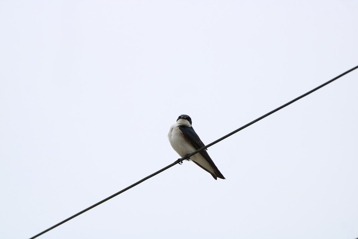 Golondrina Cejiblanca - ML624513865