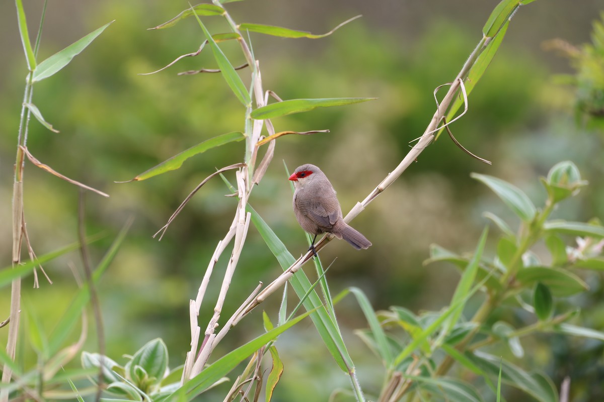 Common Waxbill - ML624513878