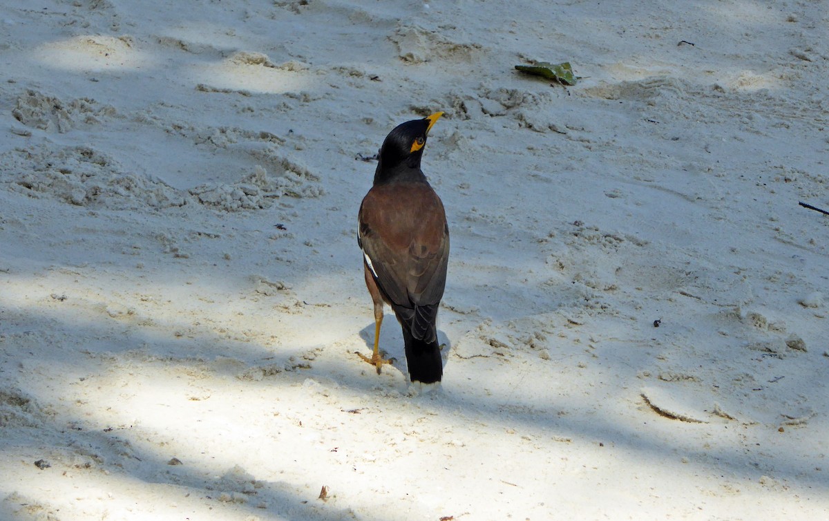 Common Myna - ML624513885