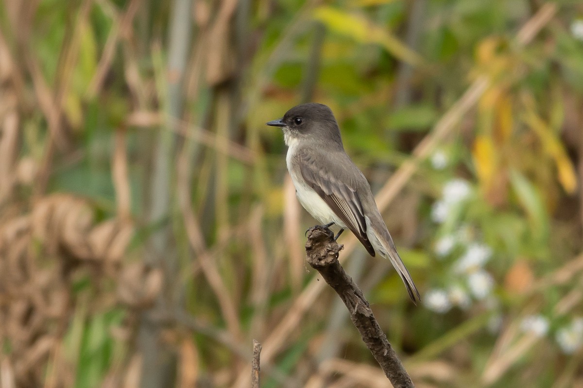 Eastern Phoebe - ML624513894