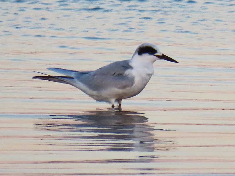 Forster's Tern - ML624513919