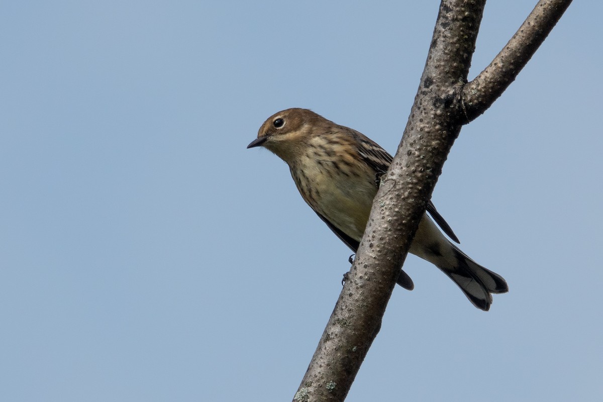 Пісняр-лісовик жовтогузий (підвид coronata) - ML624513920