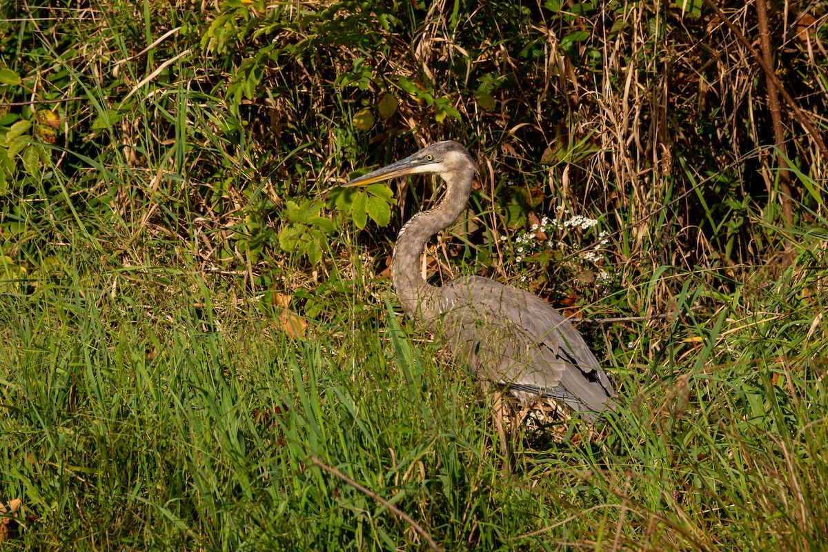 Great Blue Heron - Marilyn Henry