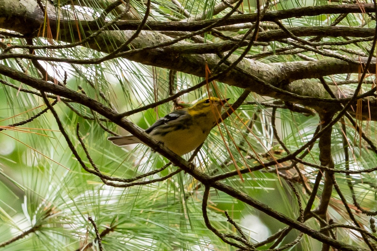 Black-throated Green Warbler - ML624513939