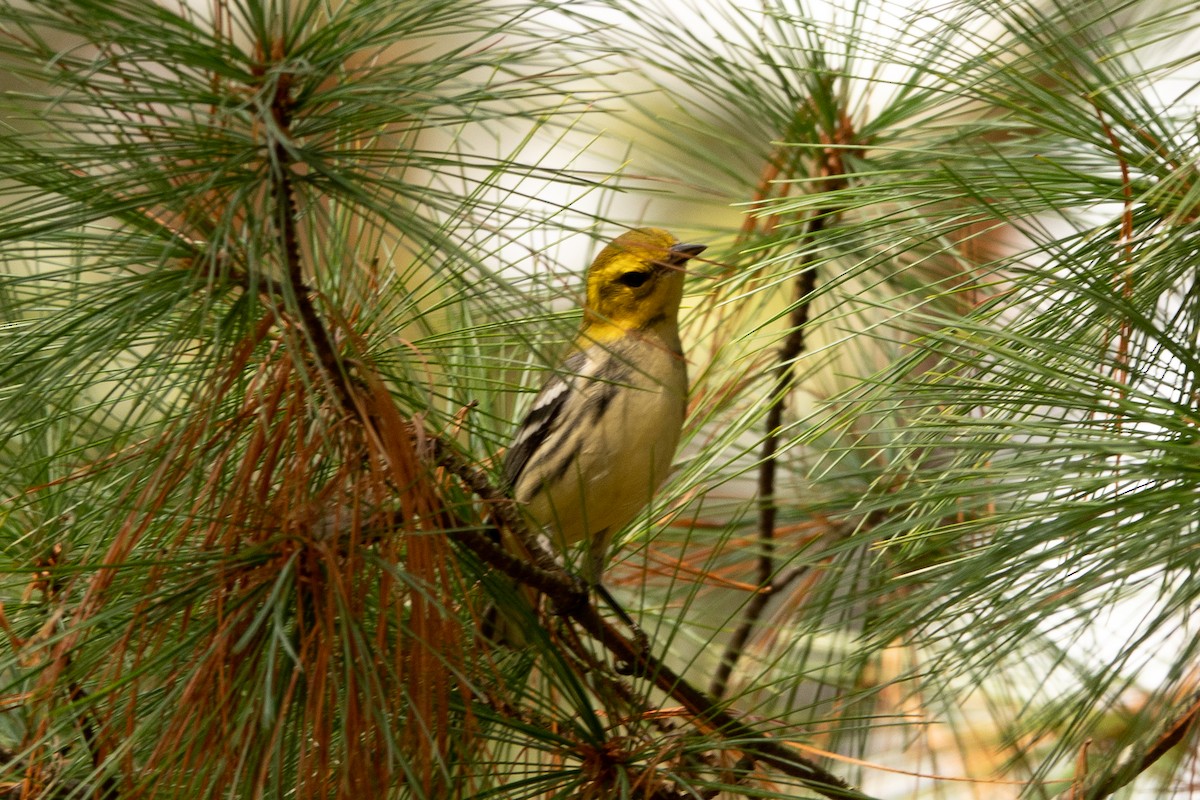 Black-throated Green Warbler - ML624513940