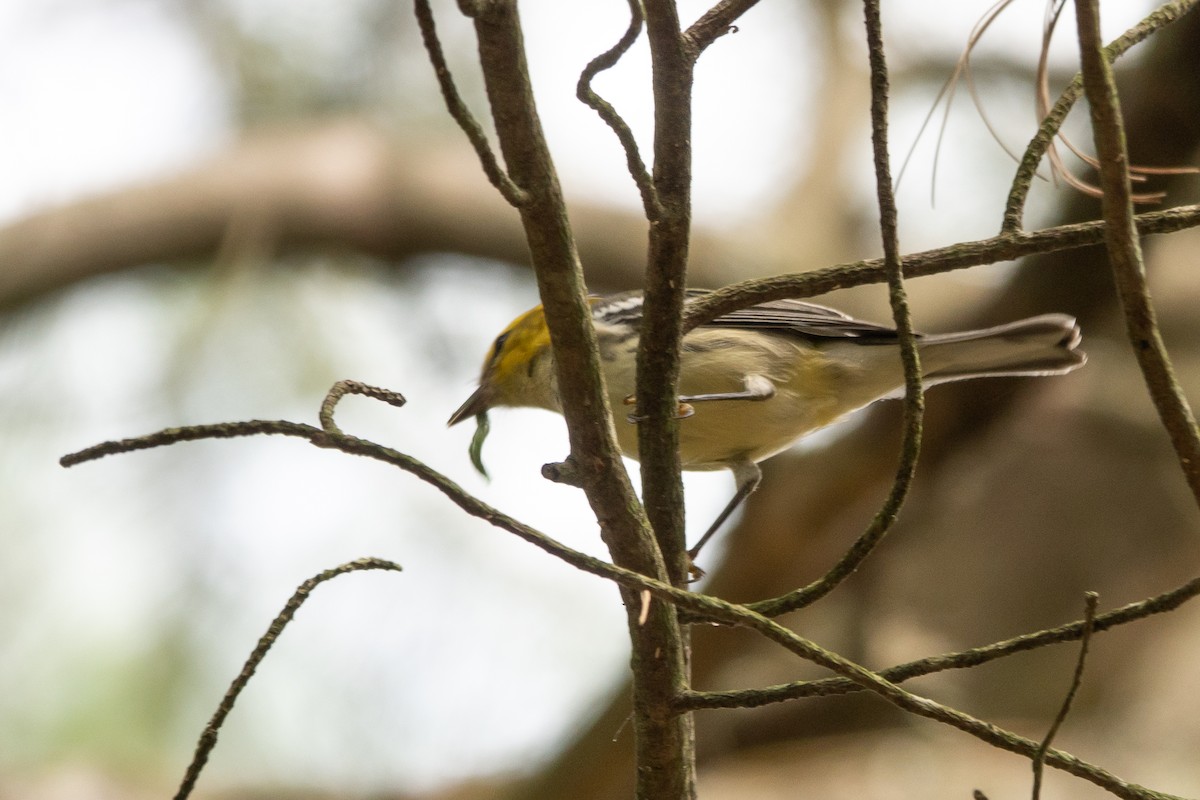 Black-throated Green Warbler - ML624513949