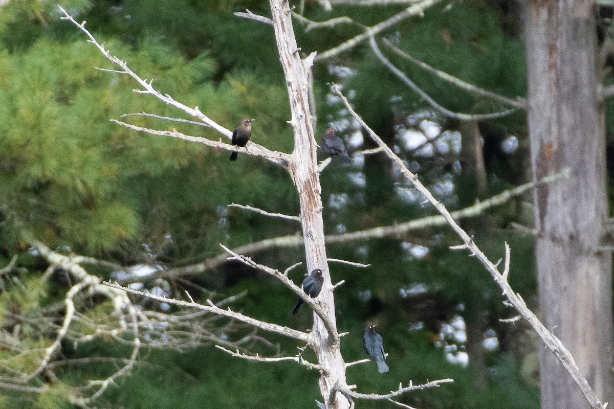 Rusty Blackbird - ML624513970