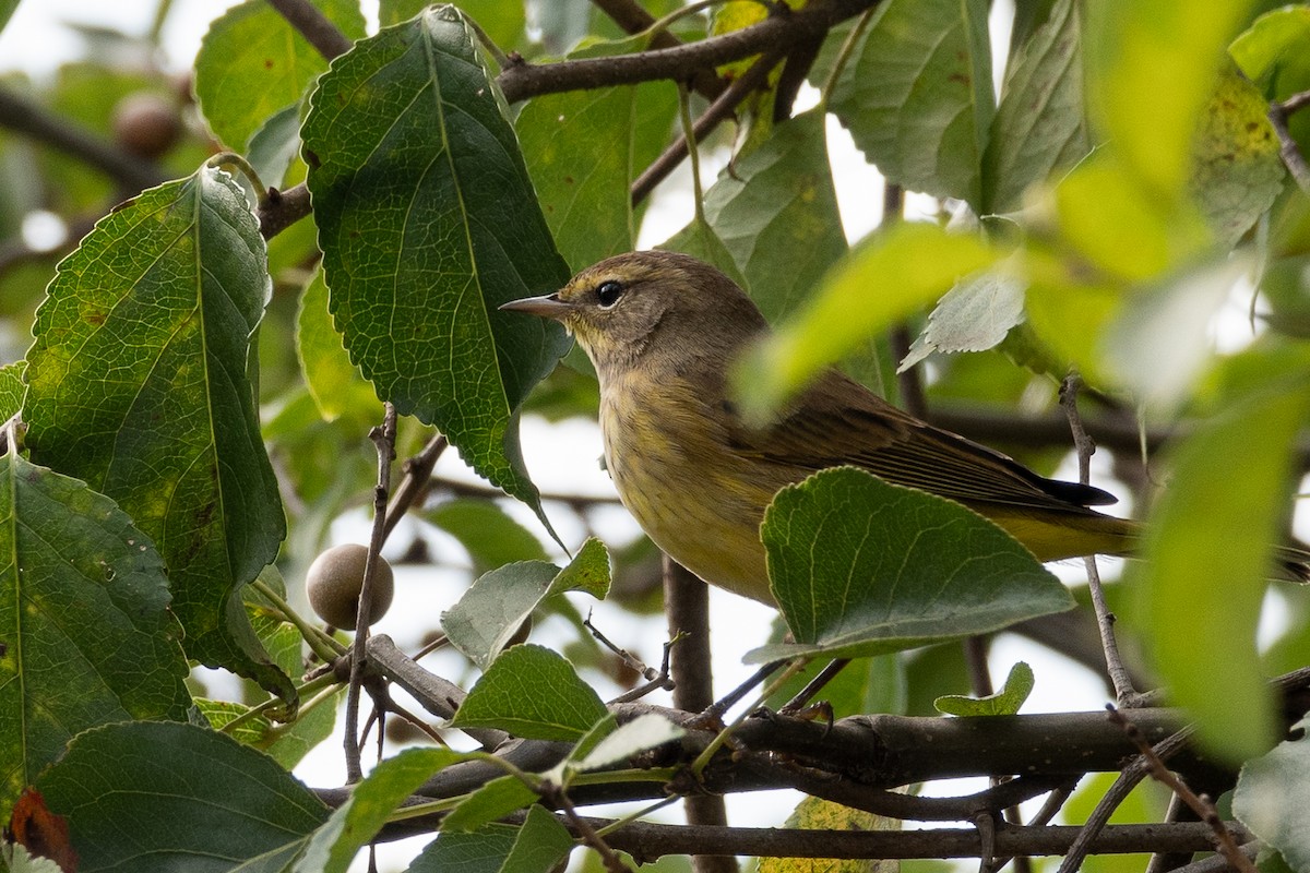 Palm Warbler - ML624513972