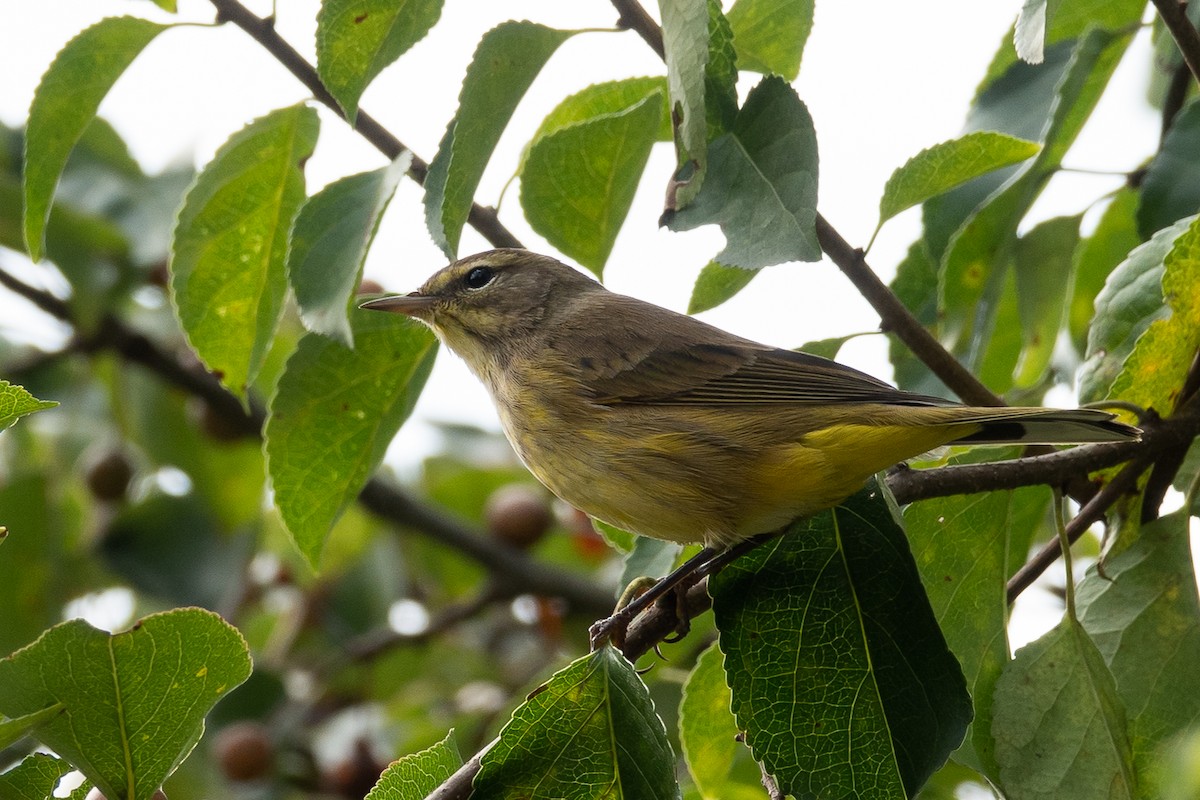 Palm Warbler - ML624513973