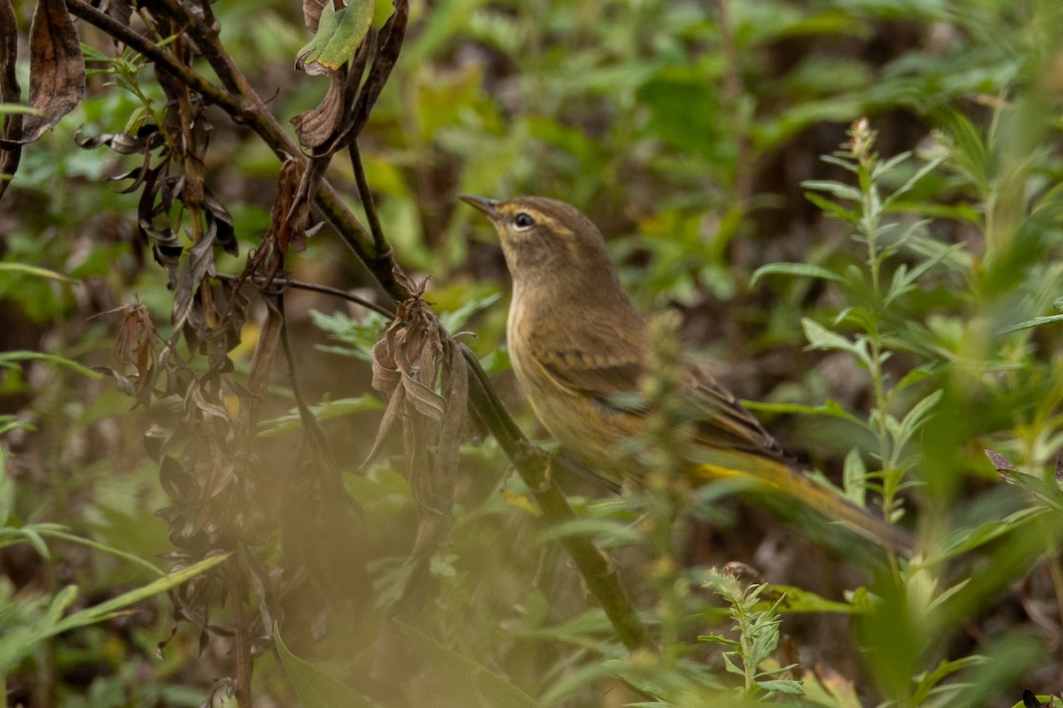 Palm Warbler - ML624513974