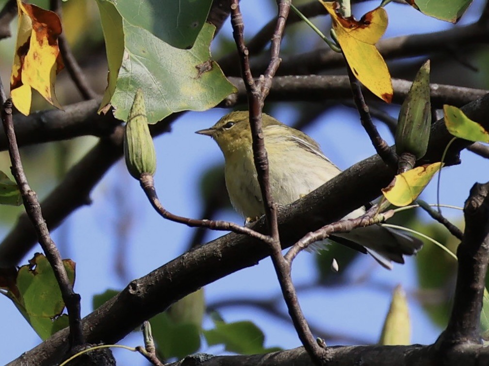 Blackpoll Warbler - ML624513980