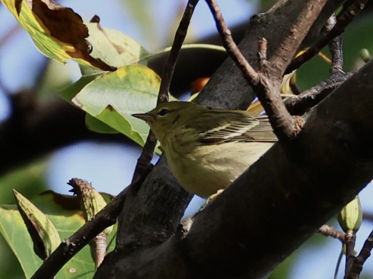 Blackpoll Warbler - ML624513981