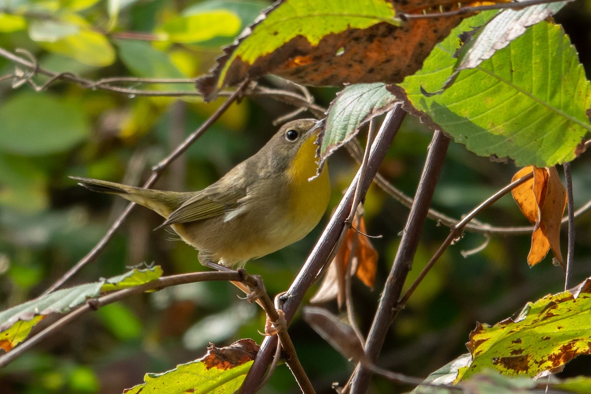 Common Yellowthroat - ML624513990