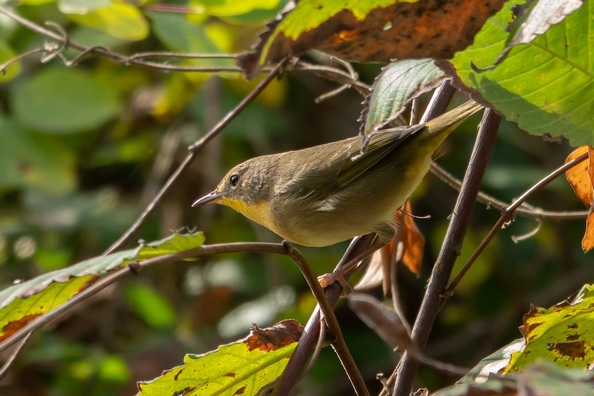 Common Yellowthroat - Marilyn Henry