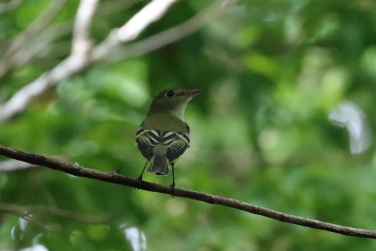 Acadian Flycatcher - Aracari Tours Birding by Eddy