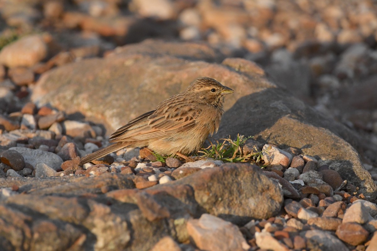 Lark-like Bunting - ML624514109