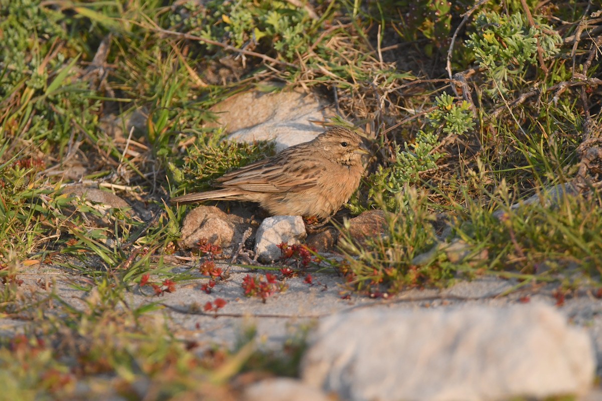 Lark-like Bunting - ML624514128