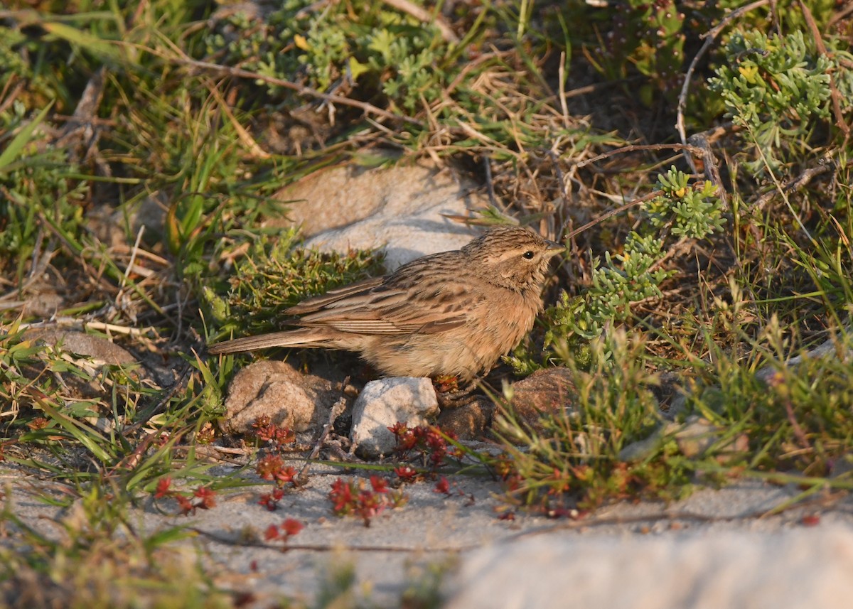 Lark-like Bunting - ML624514136