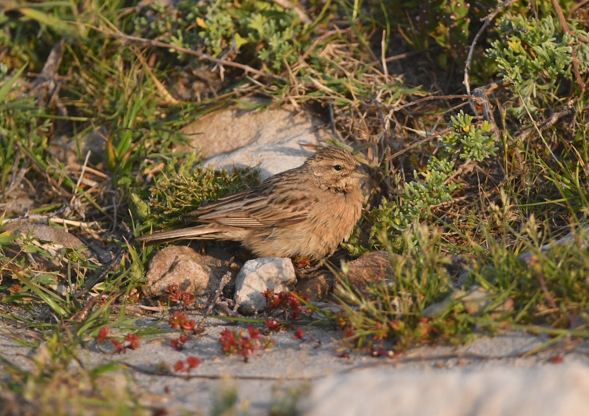 Lark-like Bunting - ML624514151