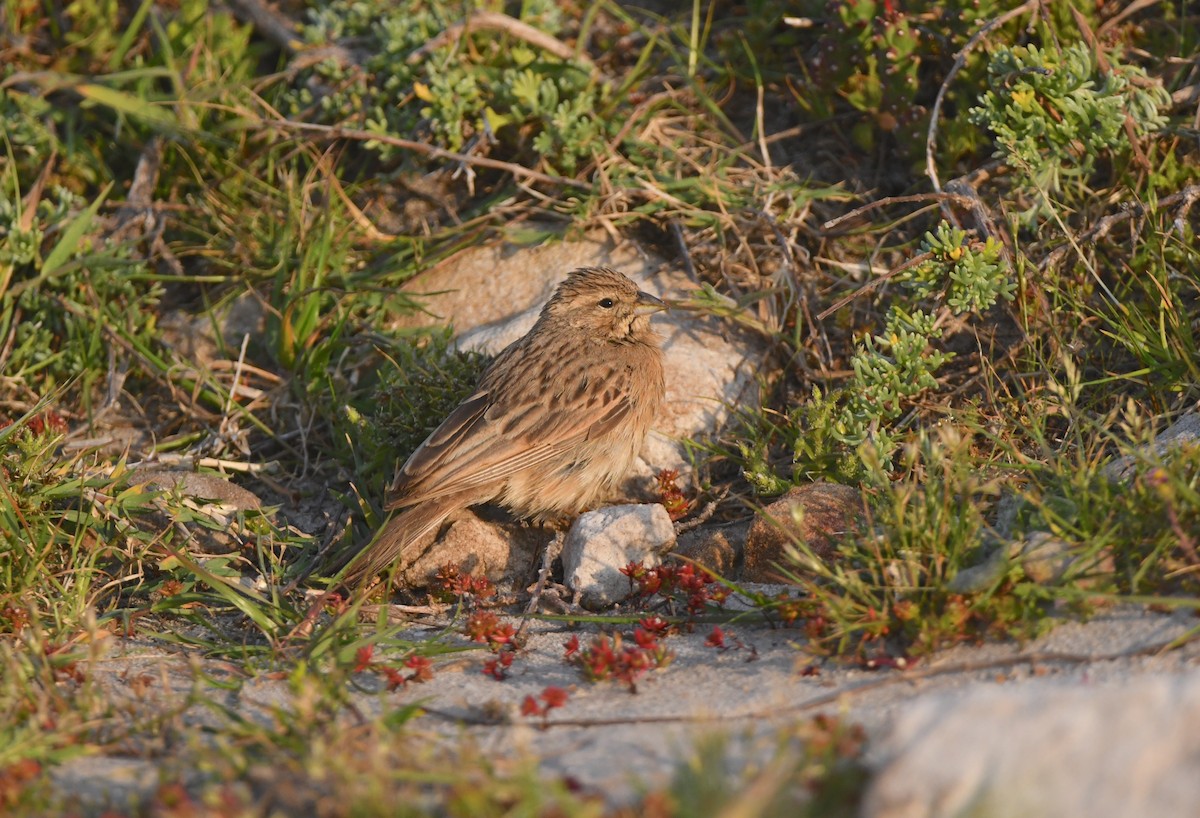 Lark-like Bunting - ML624514167