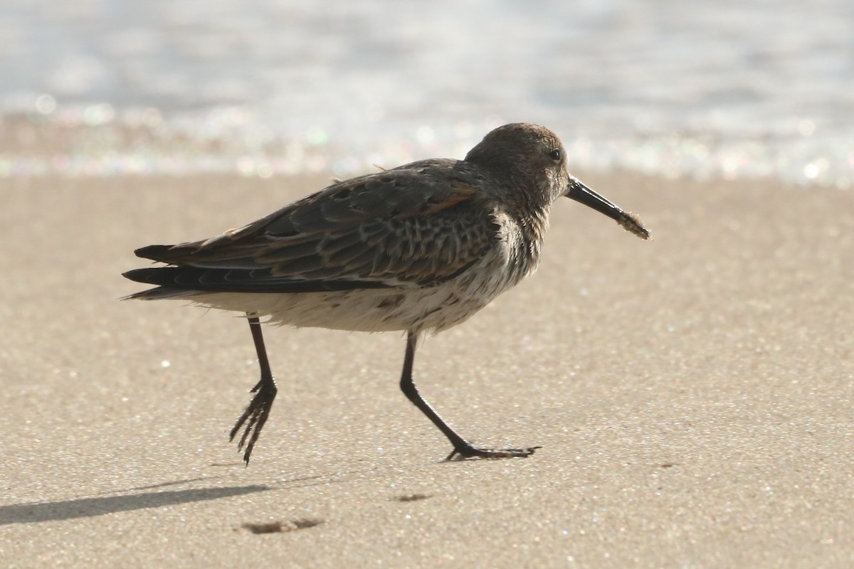 Dunlin - ML624514168