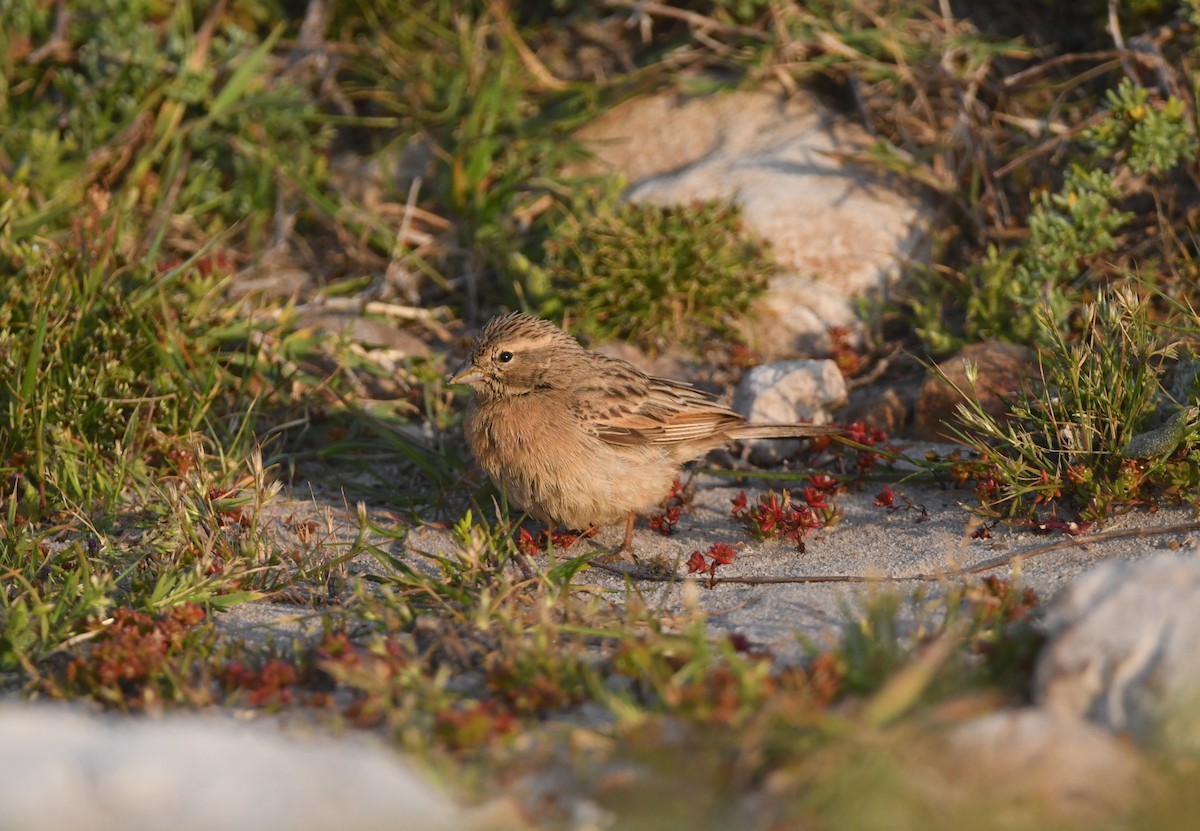 Lark-like Bunting - ML624514178