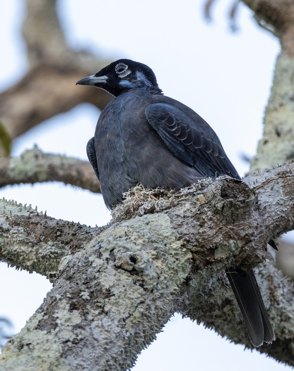 Bare-necked Fruitcrow - ML624514179