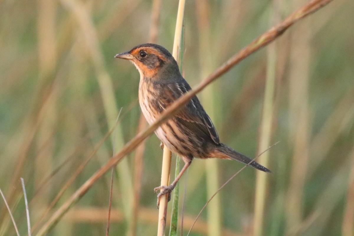 Nelson's/Saltmarsh Sparrow (Sharp-tailed Sparrow) - ML624514186