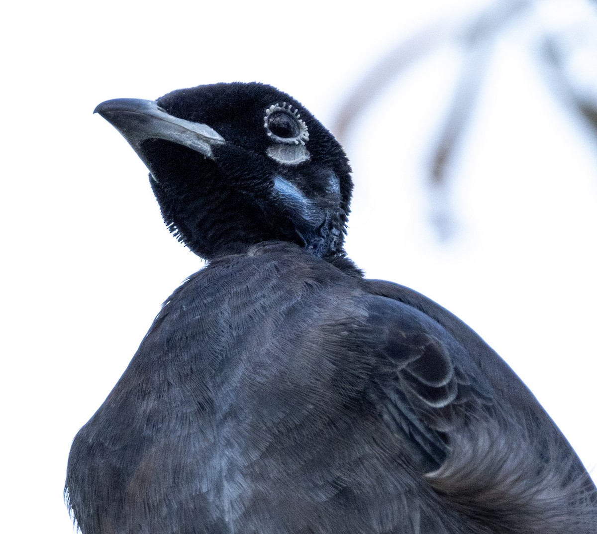 Bare-necked Fruitcrow - ML624514188