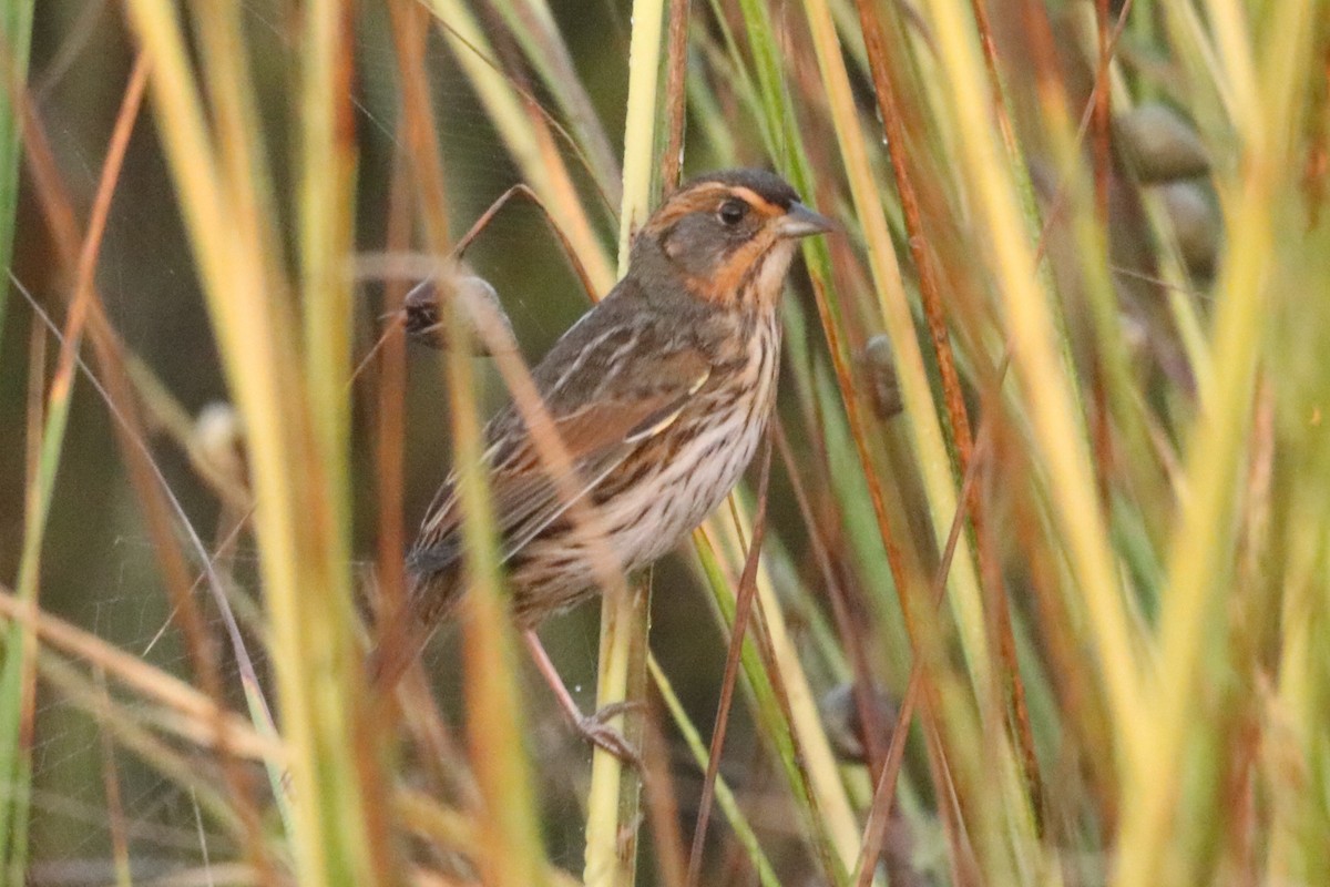 Nelson's/Saltmarsh Sparrow (Sharp-tailed Sparrow) - ML624514189