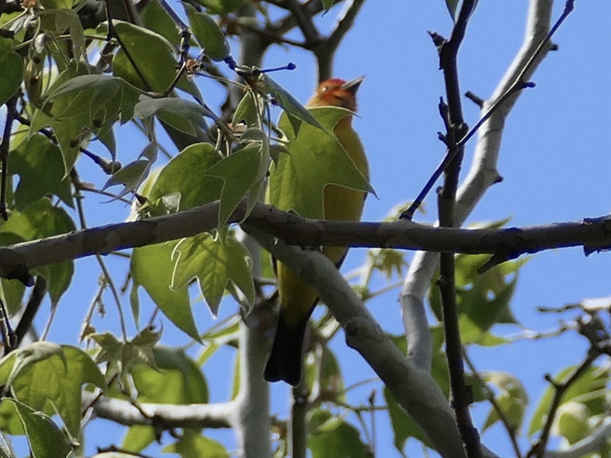 Western Tanager - ML624514190