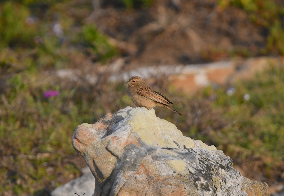 Lark-like Bunting - ML624514204