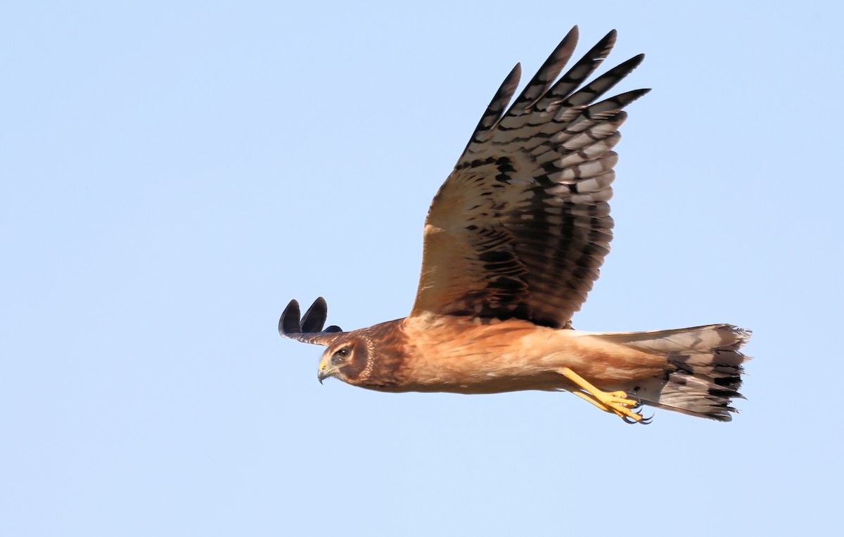 moták severoamerický - ML624514209