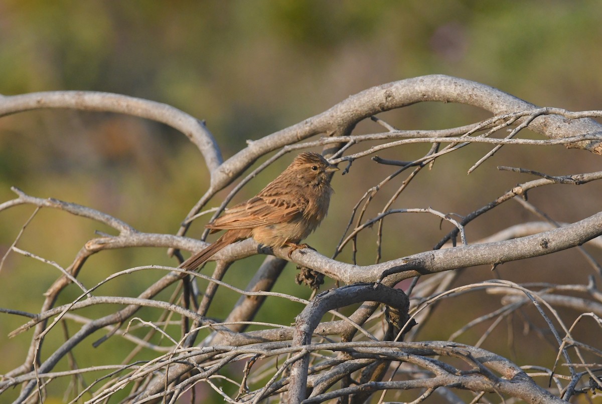 Lark-like Bunting - ML624514216