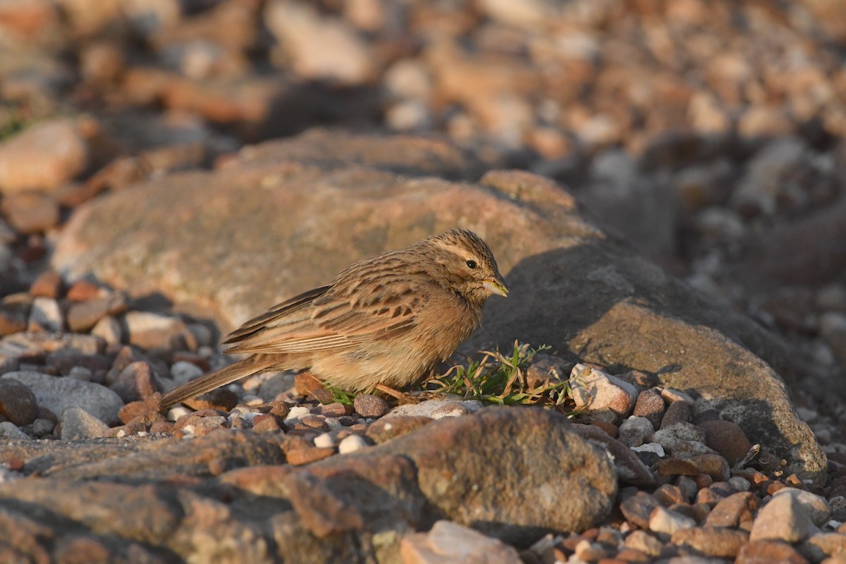 Lark-like Bunting - ML624514222