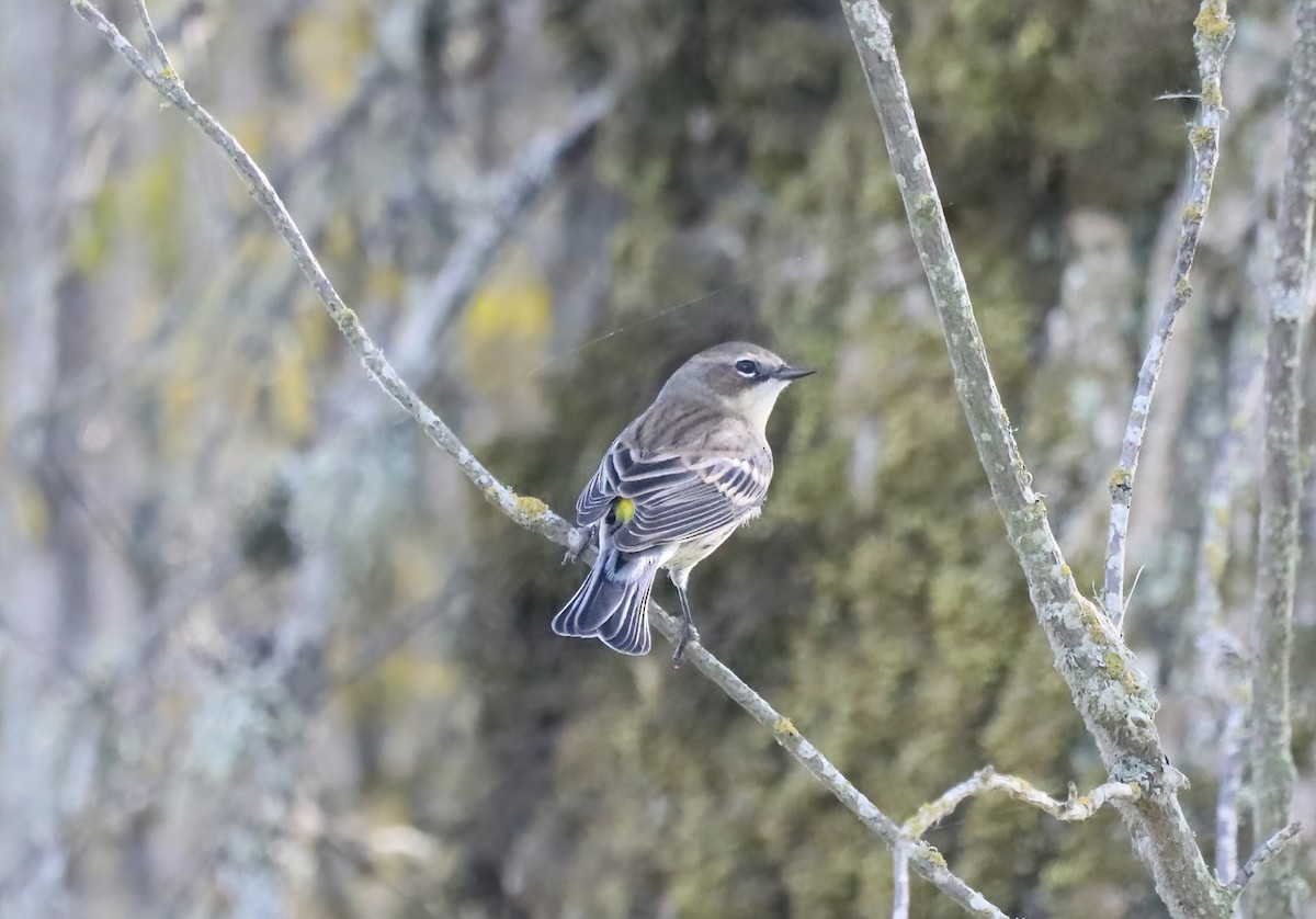 lesňáček žlutoskvrnný - ML624514244