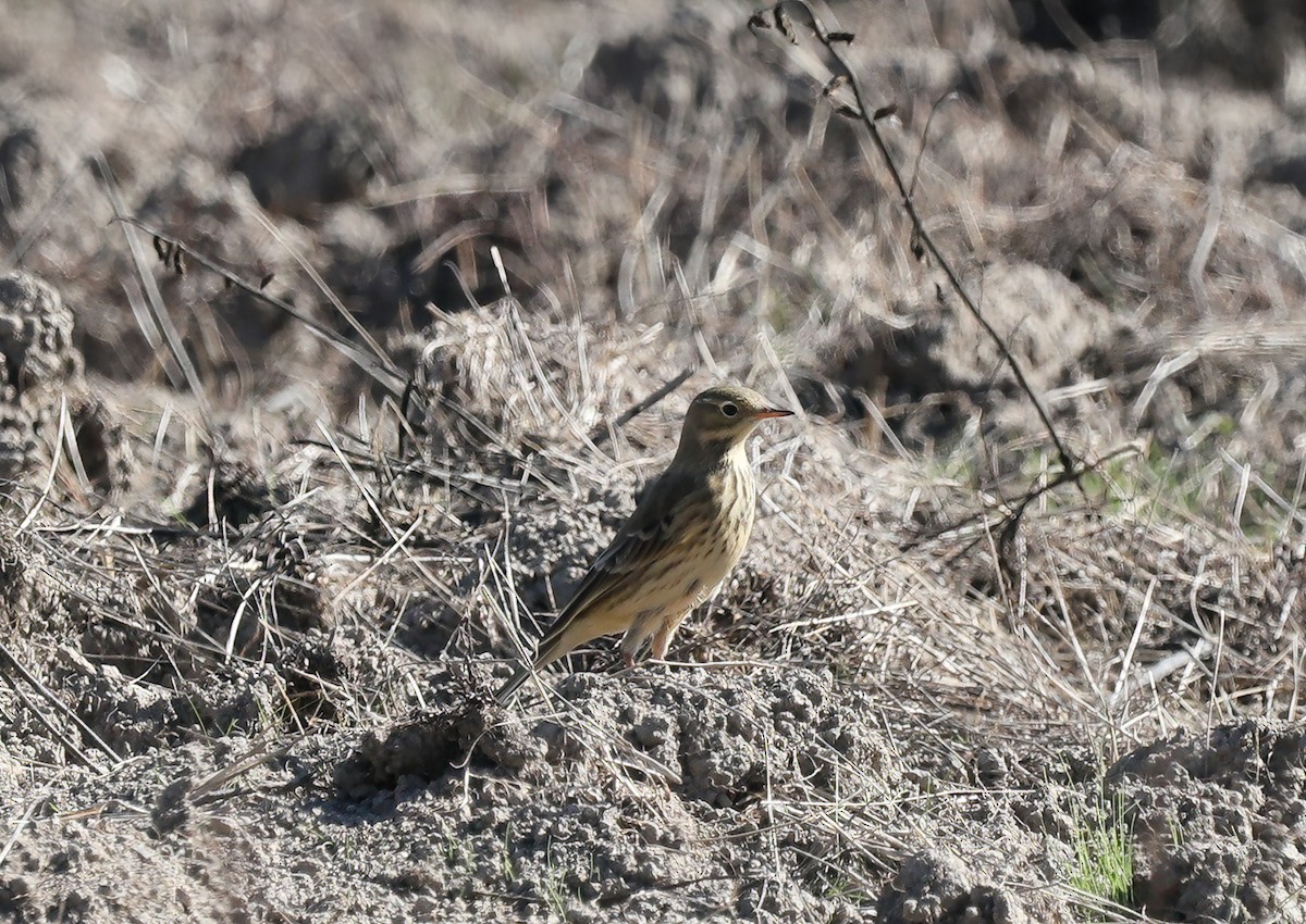 linduška tundrová - ML624514262