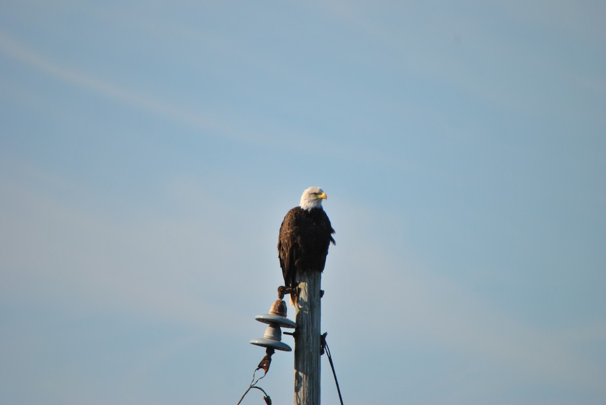 Белоголовый орлан - ML624514344