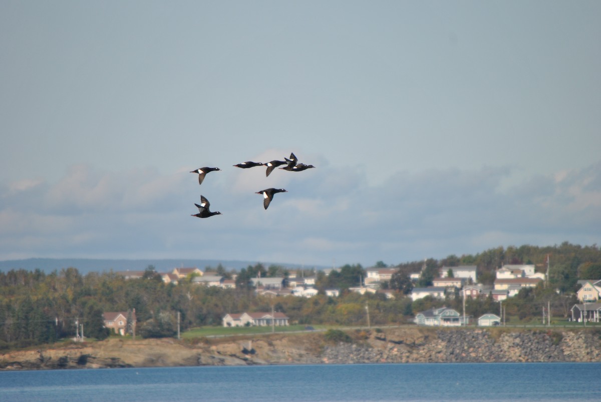 White-winged Scoter - ML624514357