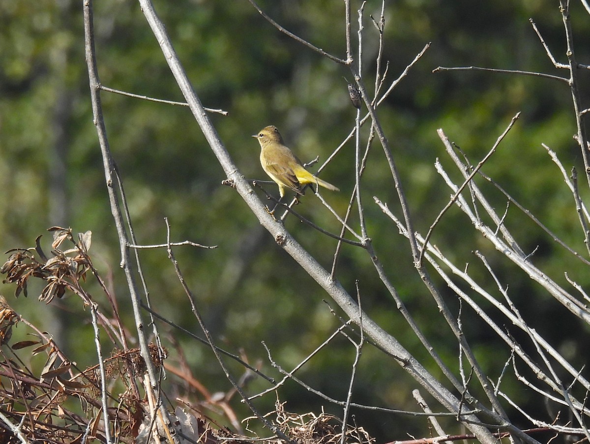 Palm Warbler - ML624514358
