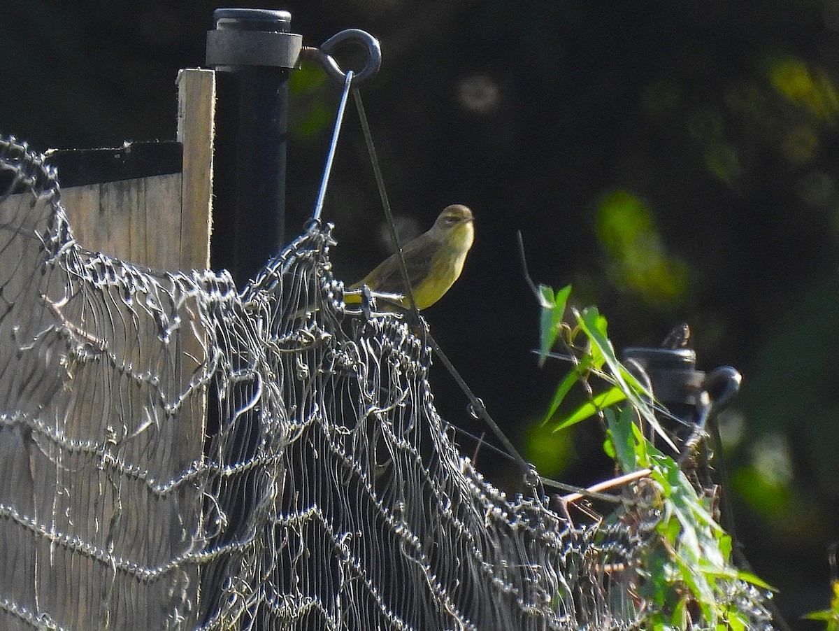 Palm Warbler - ML624514359