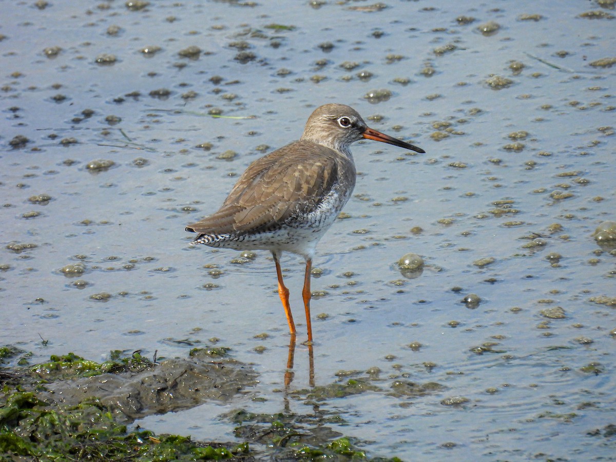 Common Redshank - ML624514360