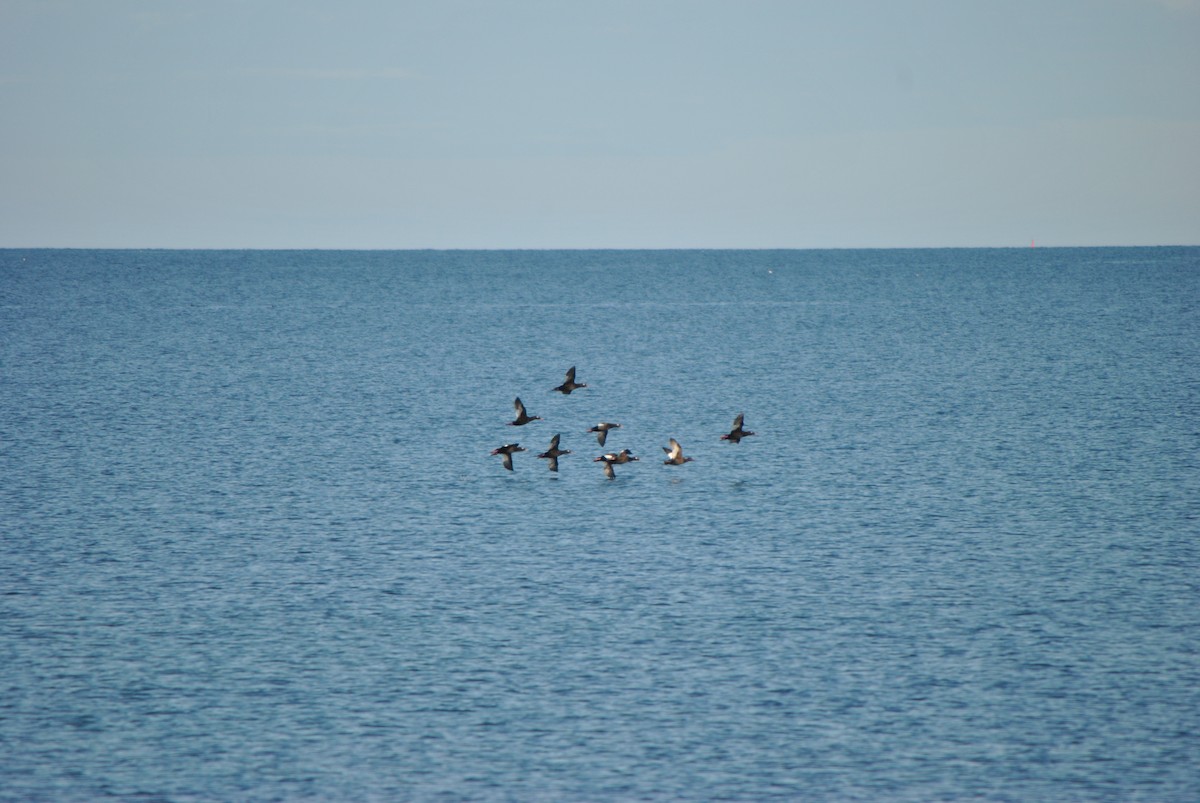 White-winged Scoter - ML624514370
