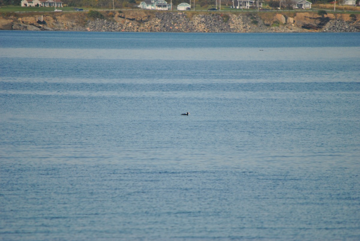 Пестроносый турпан - ML624514378