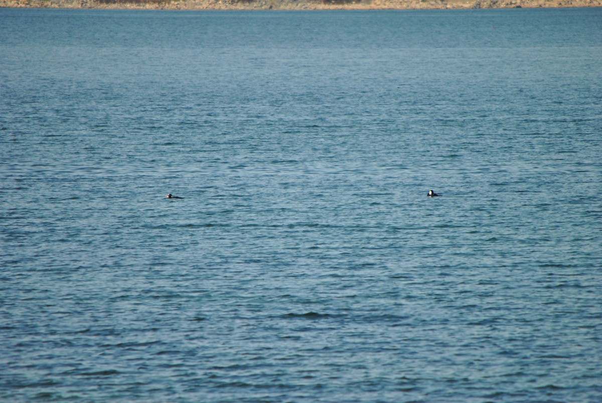 Пестроносый турпан - ML624514388