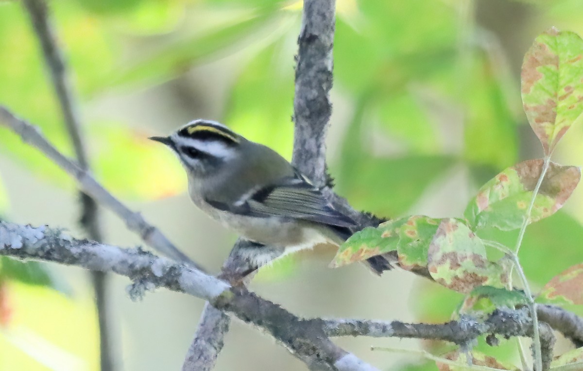 králíček zlatohlavý - ML624514413