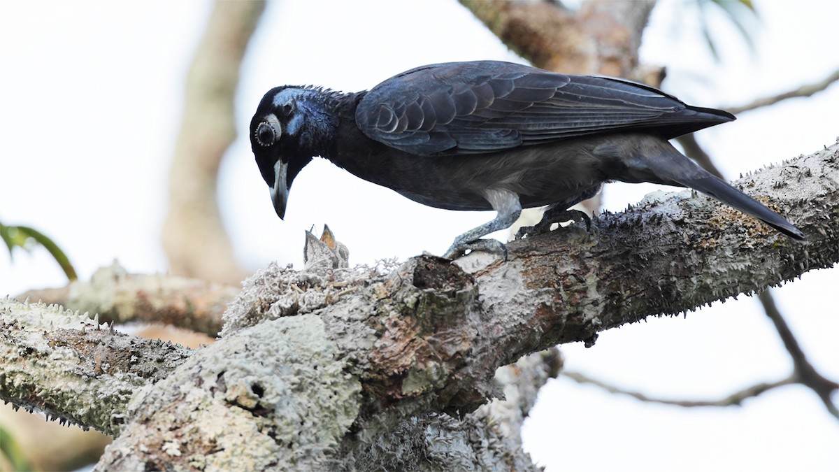 Bare-necked Fruitcrow - ML624514418