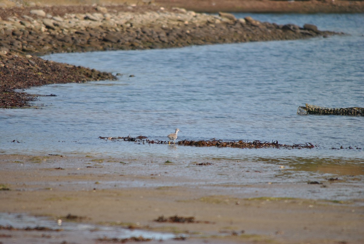 Пёстрый улит - ML624514433