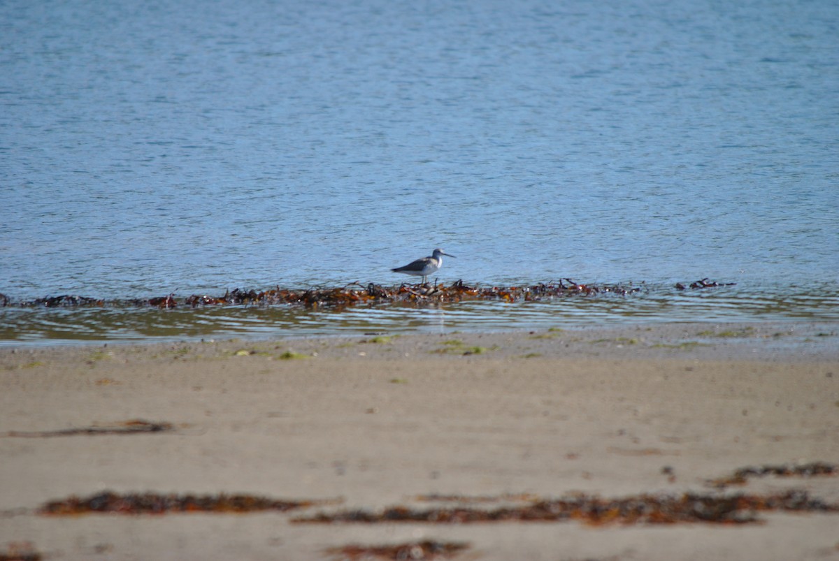 Пёстрый улит - ML624514449